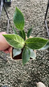 A low maintenance indoor plant.