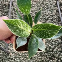 A low maintenance indoor plant.