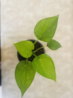 Alocacia Cucullata - Image 4