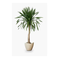 Plant3