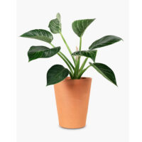Plant Accessories