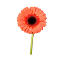 Cut Flowers