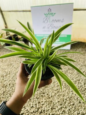 Spider Plant /Chlorophytum Comosum - Image 6