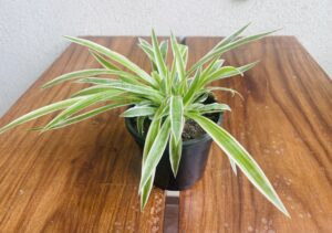 Spider Plant /Chlorophytum Comosum - Image 3