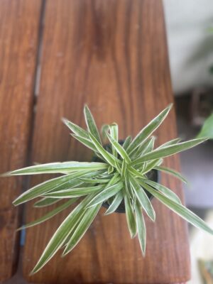 Spider Plant /Chlorophytum Comosum - Image 2