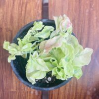 Pedilanthus Curly Pink
