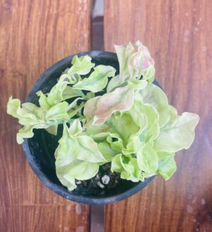 Pedilanthus Curly Pink