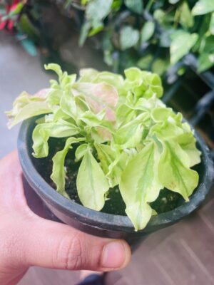 Pedilanthus Curly Pink - Image 3