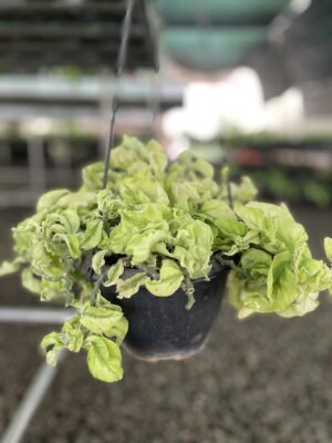 Pedilanthus Curly Pink - Image 6